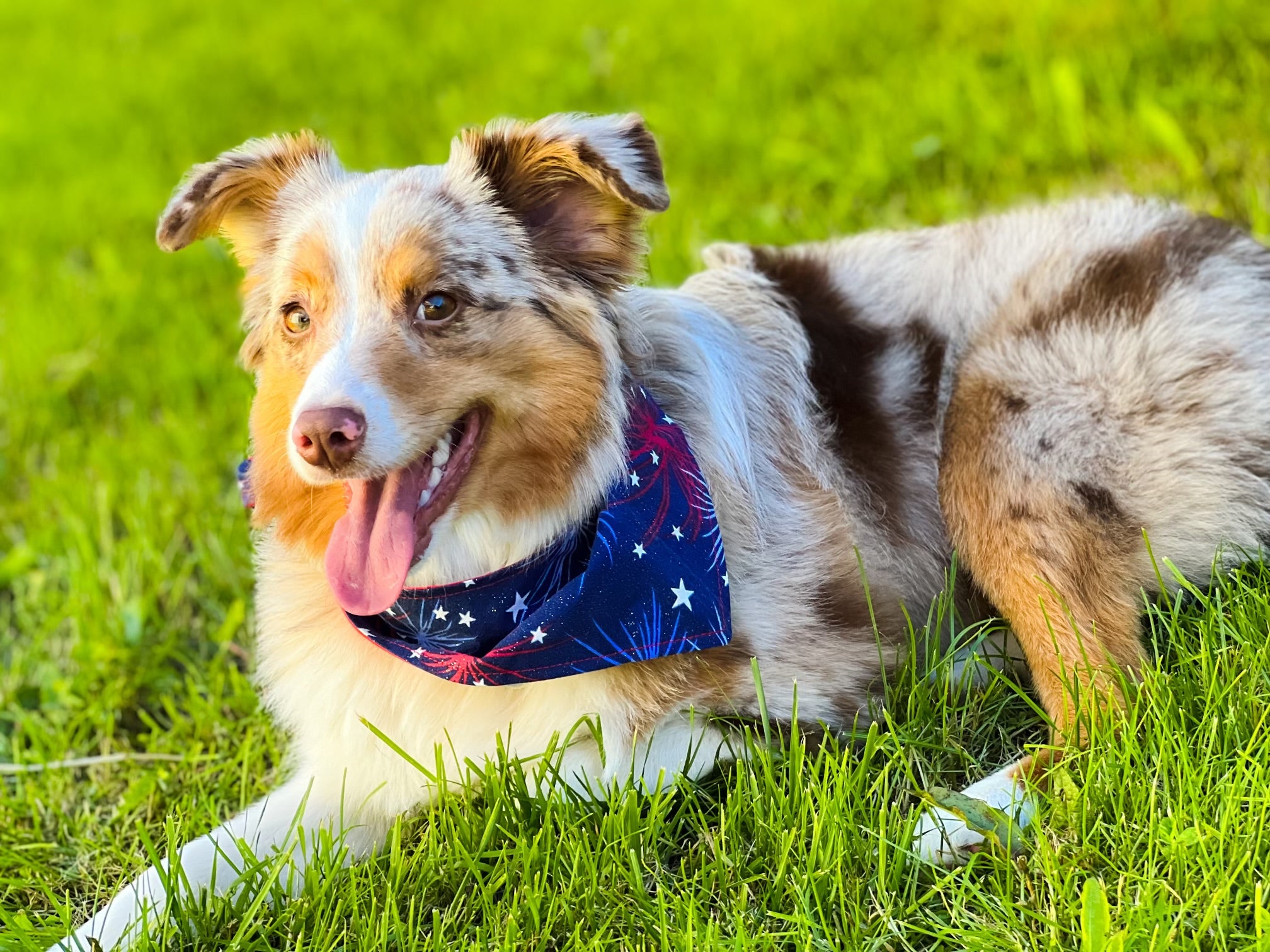 Dog wearing a 4th of july themed bandana in a grassy field