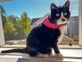 Black and white cat wearing a Red with white polka dots bandana sitting on a windowsill with a view of trees and houses outside.