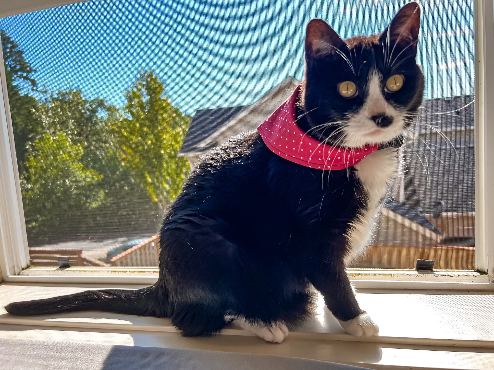 Black and white cat wearing a Red with white polka dots bandana sitting on a windowsill with a view of trees and houses outside.