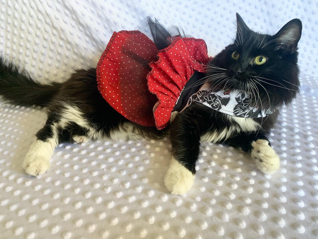 Cat wearing a red polka dot ruffle harness dress with heavy metal band design on it on a white textured white surface