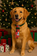 Dog wearing a Christmas over the collar necktie in front of a decorated Christmas tree with presents.