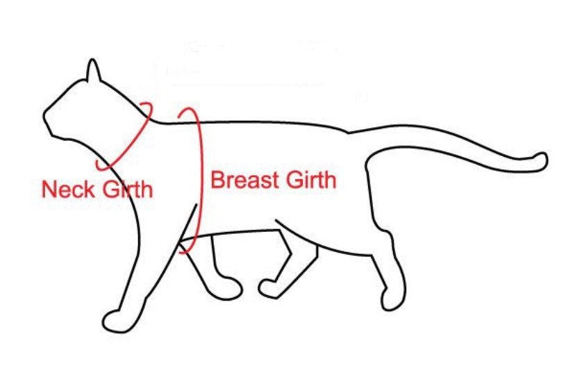 Diagram showing a cat with labeled neck girth and breast girth on a white background